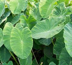 A dramatic addition to any ear collection. Elephant Ear Calloway S Nursery