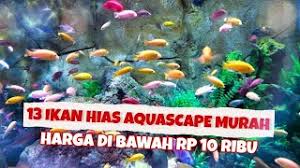 Sangking banyaknya jenis ikan hias air tawar, ketika kita ingin memelihara salah satu dari mereka terkadang tidak tau namanya. 13 Jenis Ikan Hias Khusus Aquascape Dan Harganya Youtube