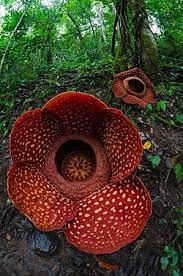 Bunga rafflesia arnoldii diberi nama sesuai dengan gabungan nama pimpinan ekspedisi saat itu, yang bernama thomas stamford raffles dengan dr. Padma Raksasa Wikipedia Bahasa Indonesia Ensiklopedia Bebas