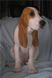 Image result for švycký honič