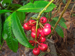 Image result for Ardisia staudtii