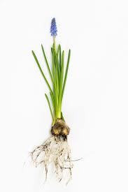 Ordered today = delivered tomorrow! Small Space Bulbs With Big Appeal Miniature Bulb Plants For The Garden