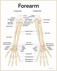 Long bones, short bones, and flat gross anatomy of axial skeleton. Forearm Bone Anatomy All Products Are Discounted Cheaper Than Retail Price Free Delivery Returns Off 68