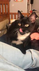 If you have two cats that aren't getting along, reddit user cputnik has a simple solution: How Can I Get My Two Cats To Get Along