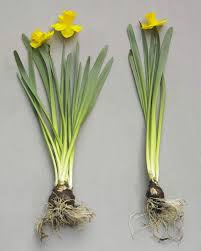 Pin On Spring Blooming Bulbs