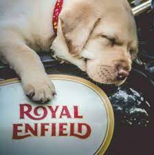 Maybe you would like to learn more about one of these? Thiruvathira Auto Spares Royal Enfield Spares Home Facebook