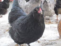 Araucana Ameraucana Or Easter Egger Olive Egger Rainbow Layer What S The Difference Easter Eggers Olive Egger Americana Chickens