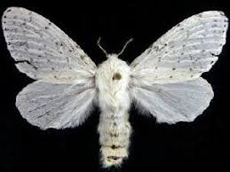 Image result for Artabotrys collinus