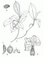 Image result for Tabernanthe elliptica