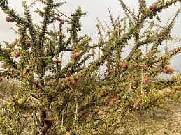 Image result for Boscia foetida