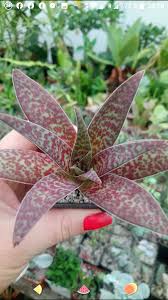 Image result for Crassula alba