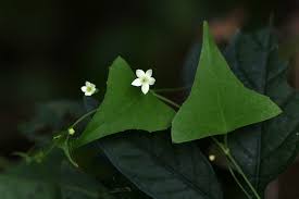 Image result for Zehneria tridactyla