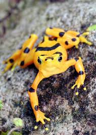 Black And Yellow Spotted Frog Atelopus Zeteki Panamanian Golden Frog In Habitat Iucn Redlist Critically Endangered Provincia Cocle Panama Golden Frog Frog Amphibians
