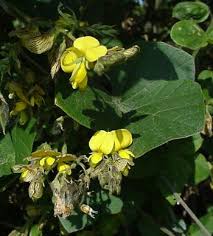 Image result for Rhynchosia divaricata