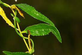 Image result for Cyphia brachyandra