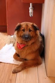 Chelsea handler adopts two new rescue dogs after her beloved pets pass away. Pin By Rose Marie On Chelsea Handler Animal Lover Chelsea Handler Dogs