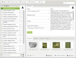 Image result for Thesium vahrmeijeri