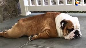 Brown dog or custom size: Hilariously Lazy English Bulldog Will Not Move The Dodo Pets Albanyherald Com
