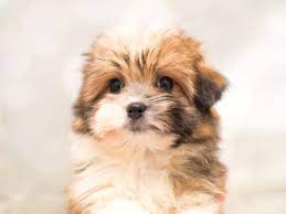 Maybe you would like to learn more about one of these? Shih Tzu Pom Pet City Pet Shops