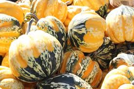 Image result for carnival acorn squash