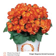 Image result for Begonia elatostemmoides