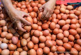 Info harga telur ayam ras hari ini !!! Harga Telur Ayam Sampai Rp 24 000 Kg Tercatat Di 3 Daerah Ini