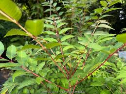 Image result for Toona