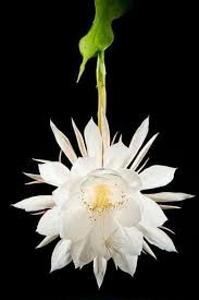 Epiphyllum Oxypetalum Queen Of The Night Flowersandflowerthings Night Blooming Flowers Night Flowers Unusual Flowers