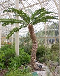 Image result for Zamiaceae