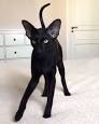 Black Siamese Cats-Is There Such A Breed? | Cat-World
