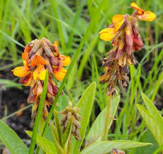 Image result for Eriosema psoraleoides