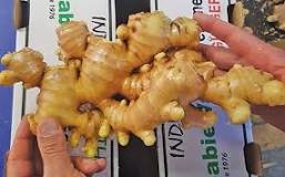 Ginger: a challenging crop, but well worth the effort