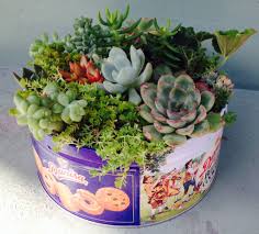 Used An Empty Cookie Tin And Stuffed It Full Of Succulent Clippings Succulents Succulents In Containers Planting Succulents