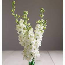 Sublime White Larkspur Consolida Ajacis Pure White Blooms With Touches Of Lime Green In Their Centers And On Petal Larkspur Flower White Larkspur Larkspur