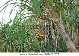 With long spiny leaves and many prop roots. Shutterstock Puzzlepix