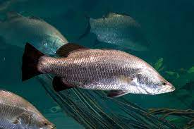 Maybe you would like to learn more about one of these? Pembibitan Ikan Kakap Putih