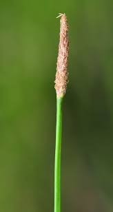 Image result for Eleocharis acutangula