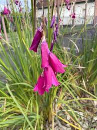 Image result for Dierama formosum
