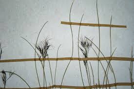 Image result for Aristida recta