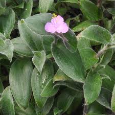 Image result for Tradescantia sillamontana
