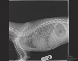 Cancer that spreads elsewhere becomes far more difficult to treat, primarily because it enters the lymph nodes. Macau Daily Times æ¾³é–€æ¯æ—¥æ™‚å ± Ask The Vet Lung Cancer In Cats