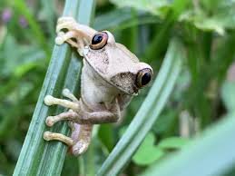 Image result for Zehneria tridactyla