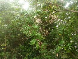 Image result for Millettia psilopetala