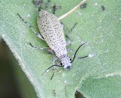 The list below showcases all beetles related to the state/territory of arizona currently in the insectidentification.org database. Blister Beetle Numbers Surge Human Skin Plants And Horses At Risk The Daily Courier Prescott Az