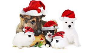 Christmas Computer Wallpaper Desktop Background 1920x1200 Id 323375 Christmas Dog Pet Christmas Pictures Christmas Animals