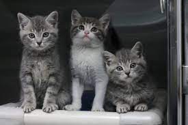 If you find a fabulous feline you think would be a good fit for your home, complete and submit an adoption application. Adopt Kittens Available For Adoption Spca New Zealand