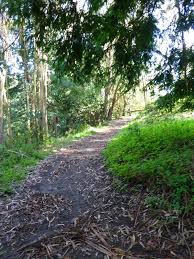 Tilden Park Berkeley Places To Go Park San Francisco Bay Area