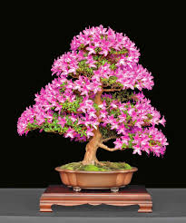 Check spelling or type a new query. Bonsai Boys Flowering Chinese Fringe Bonsai Tree Loropetalum Chinensis Trueyogaevergreen Com