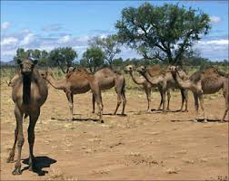 Image result for ‫الإبل والجمال‬‎