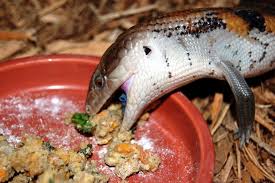 The northern blue tongue skinks are among the largest growing species, so you do not have to worry about any huge growing skink surprises. Basic Care Blue Tongue Skinks Arizona Exotics Lizards Resources
